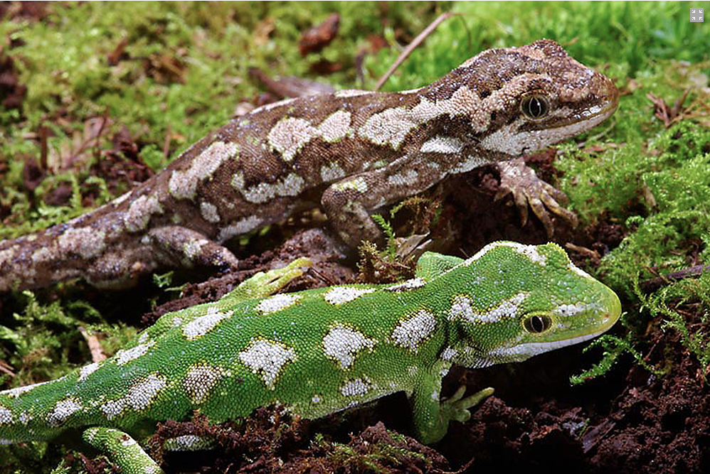 MIT algorithms analyze the complex patterns of jeweled geckos to match up images of particular individuals. PHOTO: DR. PADDY RYAN/THE NATIONAL HERITAGE COLLECTION